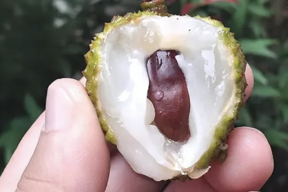 Castanha-da-Índia